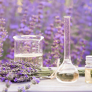 lavender_featured_v2